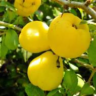 Саженец Айва Золотистая